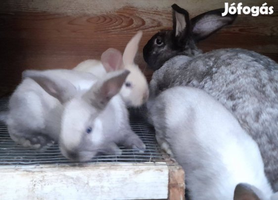 Betétdíjas húsvéti nyuszik