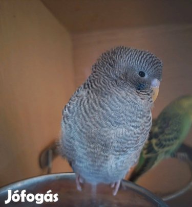 Bf hullámos papagáj