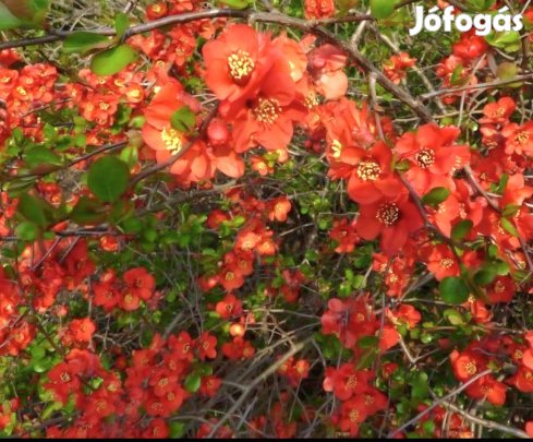 Bíbor Díszbirs, Chaemoneles Sup. Fire Dance