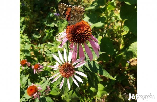 Bíbor kasvirág virágmag