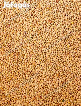 Bíborhere vetőmag eladó postai utánvéttel