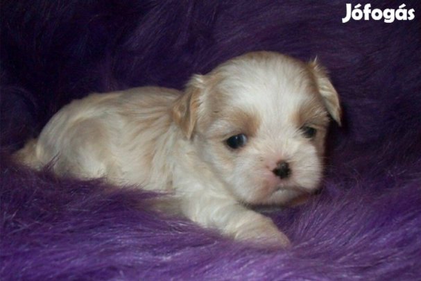 Bichon Havanese foltos gyönyörű kiskutyák előjegyeztethetők k
