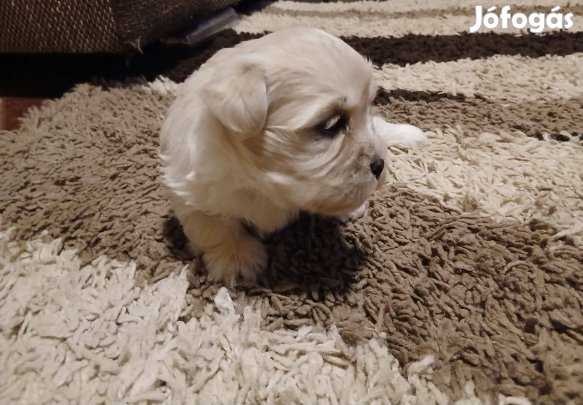 Bichon Havanese kislányok