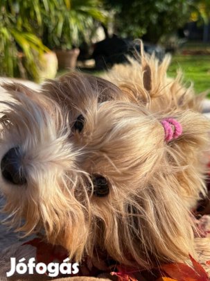 Bichon havanese, törzskönyves kutya