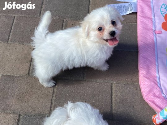 Bichon havanese kan kiskutya eladó