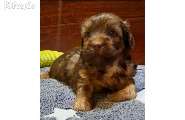 Bichon havanese törzskönyves kisfiú