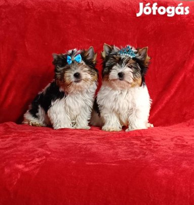 Biewer Yorkshire 13 hetes kan kiskutya eladó