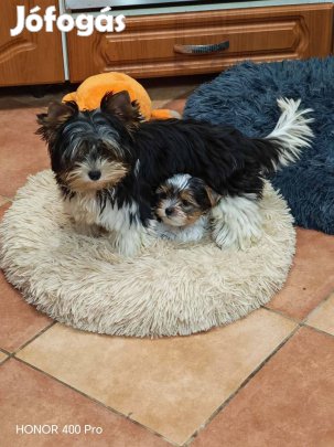 Biewer yorkshire terrier törzskönyvezett kiskutyák