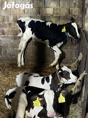 Bika Borjú 10 hetes 