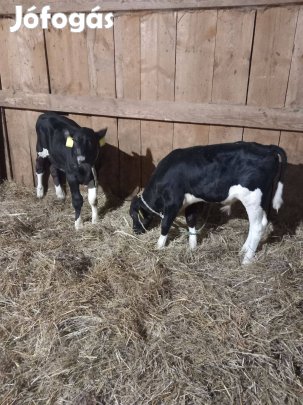 Bika borjú eladó