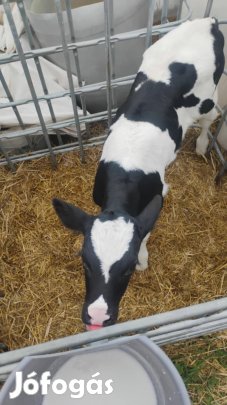 Bika borjú eladó
