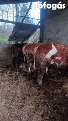 Bika borjú eladó.