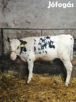 Bika borjú eladó! 