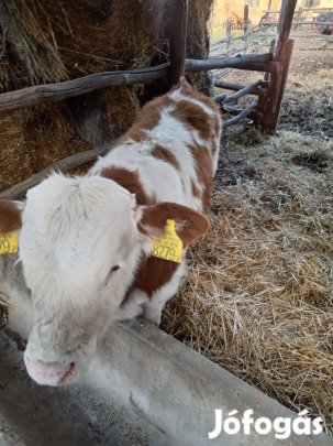 Bikaborjak eladók