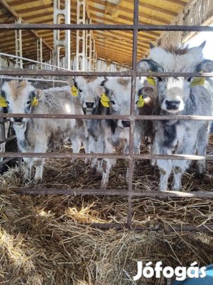 Bikaborjúk , Üszők