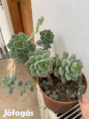 Bimbós Kúszó nagy Pozsgás nővény szobanövény