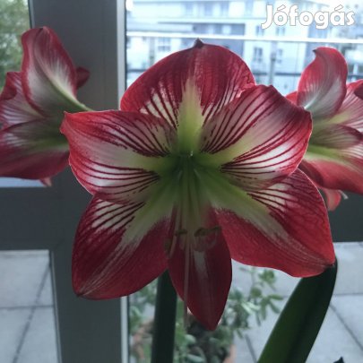 Bimbós amarillis hagyma eladó.