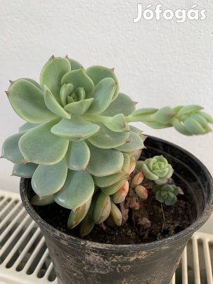 Bimbós kúszó Pozsgás Szobanövény