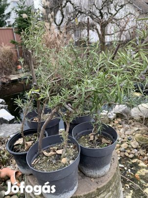 Bimbós örökzöld kérti  rozmaring