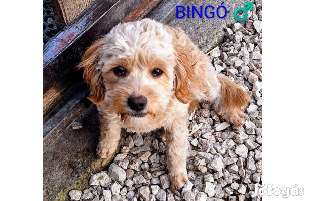 Bingó, a bájos Cavapoo(uszkár+cavalier) kölyök gazdit keres