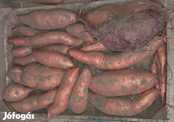 Bio édesburgonya (batáta) lila- és sárgahúsú