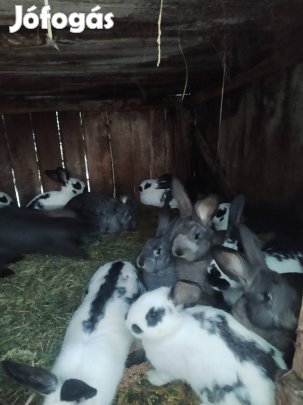 Bio házi nyúl eladó.