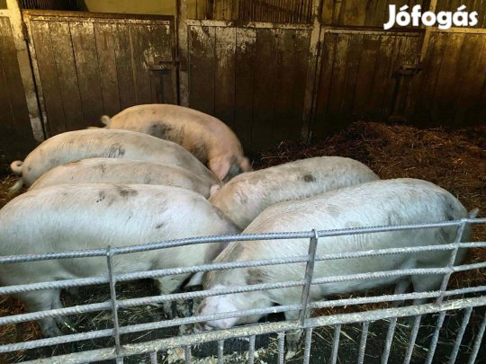 Bio hússertések eladók