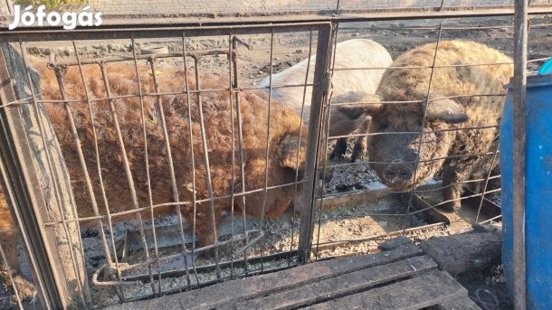 Bio mangalicák eladók