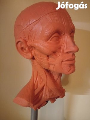 Biológiai -Orvosi szemléltető eszköz 