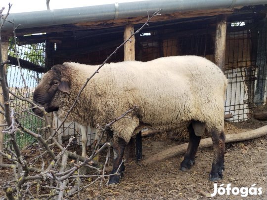 Birka 2 bárány és 1 kos eladó