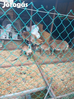 Bírka,Júh,Bárány,Kameruni