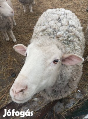 Birka, bárány, kos