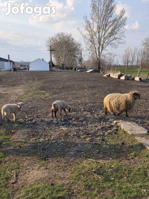 Birka anya bárány ikrek