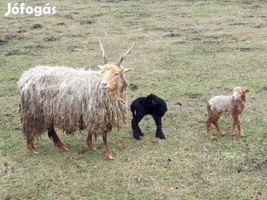 Birka és bárányok eladók