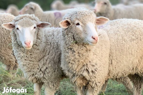 Birka hús pörköltnek 