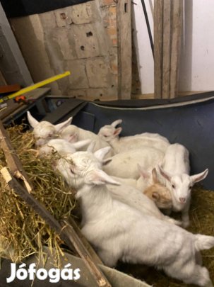 Birka kecske malac eladó