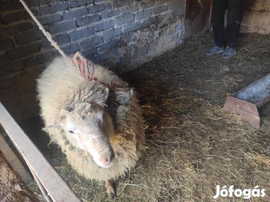 Birka kos eladó