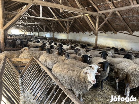 Birka nyáj eladó vemhessek