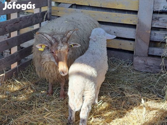 Birkák,  kecskék eladóak