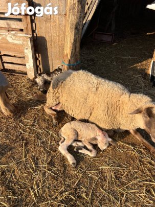 Birkák eladók egyben!