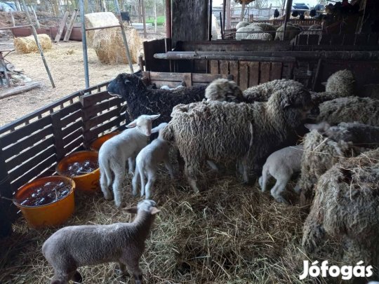 Birkák eladók egyben!