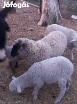 Birkák és bárányok eladóak 