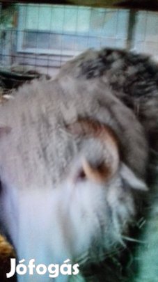 Birkák és kecskék eladók csere is lehetséges