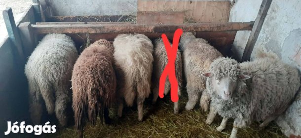 Birkák költöznének