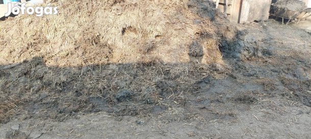 Birkatrágya elvihető 