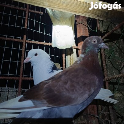 Birminghami pergő galambok eladók Sopronban