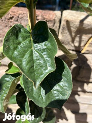 Birsalma Konstantinápoly Cydonia oblonga - konténeres