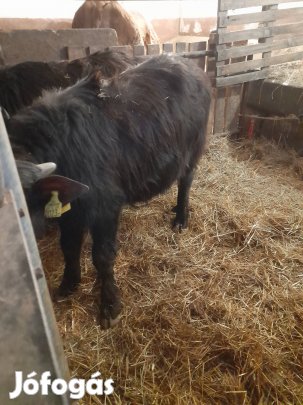 Bivaly üsző és Bika