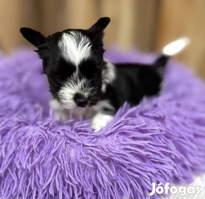 Black/White yorki kislány