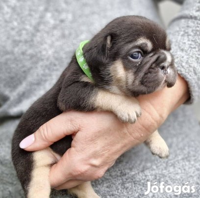 Black and tan francia bulldog (jellegű) kan